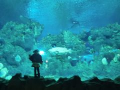 -芜湖新华联大白鲸海洋公园