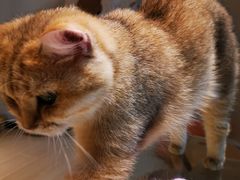 -momokira米努特·德文卷毛猫·棉花面纱犬