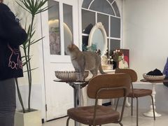 -共舞时光猫咖·狗咖(新街口店)