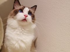 -喵喵咪呀布偶猫咖(春熙路店)