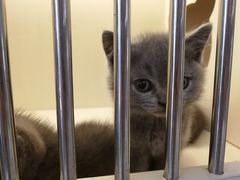 -喵zoo家庭繁育猫舍(尖东智能花园店)