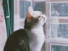 -袖虎·猫馆(体育西路店)