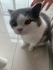 -L•野生眉半永久纹眉纹绣