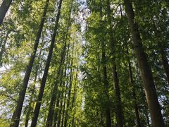 -黄海国家森林公园