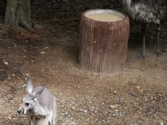 -清迈夜间动物园
