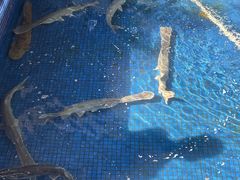 -鸿渡渔庄·特色鸭咀鱼