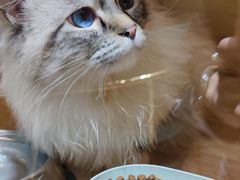 -喵喵咪呀布偶猫咖(春熙路店)