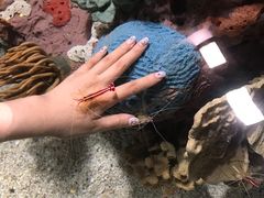 -瑞普利水族馆
