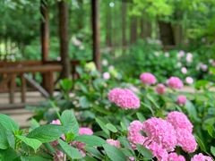 -上海共青森林公园