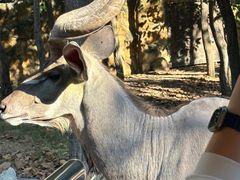 -清迈夜间动物园