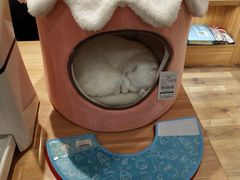 -袖虎·猫馆(体育西路店)