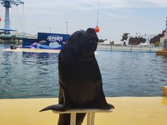 -秦皇岛乐岛海洋王国