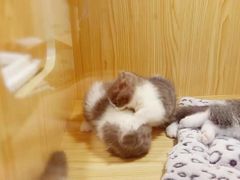 -屋虎猫馆(宝安大仟里店)