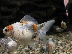 -Pita's&Tika's中东和印度风味餐厅(龙湖天街店)