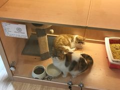 -Pets First伊珊娜洗护·精致美容·家庭式寄养(新会路店)