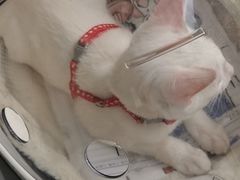 -创凡宠物医院·骨专科  猫科中心(西乡分院)