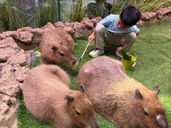-正佳雨林生态植物园