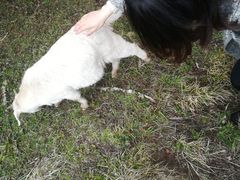 -硗碛藏寨·神木垒景区