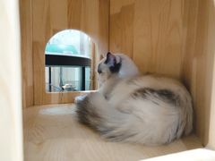 -藏猫猫咖啡主题馆(中央大道店)