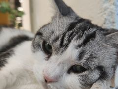 -藏猫猫咖啡主题馆(中央大道店)