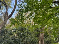 -杭州黄龙洞