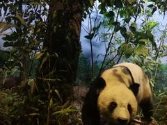 -陕西自然博物馆