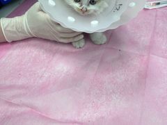 -北京观赏动物医院·24小时大型综合·猫专科·异宠专科