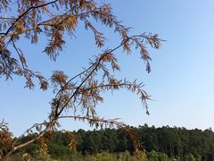 -南国桃园旅游度假区