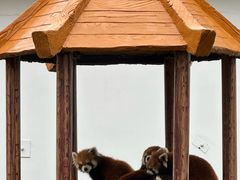 -杭州野生动物世界