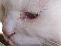 -瑞派福兴宠物医院犬猫全科·骨科·中西医结合(河东店)