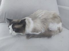-爱洗澡的猫(望京店)