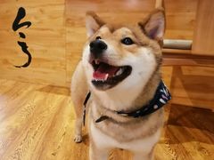 -柴务处·柴犬主题狗咖