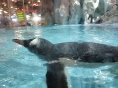 -帝企鹅自助餐厅•儿童岛•真企鹅(长隆企鹅酒店)