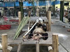 -栾川竹海野生动物园