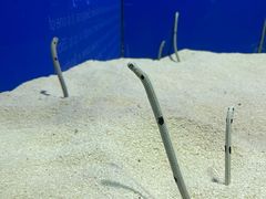 -上海海洋水族馆