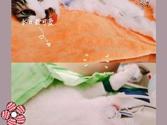 -悦宠凯宝动物医院·牙科·皮肤科(朝阳北路店)