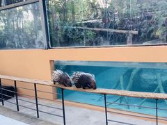 -清迈夜间动物园