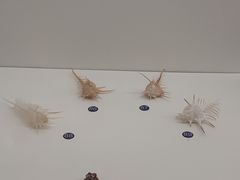 -青岛贝壳博物馆