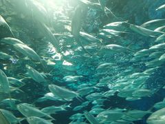 -上海海洋水族馆