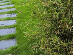 -广西壮族自治区药用植物园