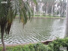 -中山大学学者灵芝(园南路店)