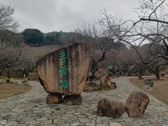 -香雪海
