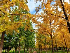 -汉长安城未央宫国家考古遗址公园