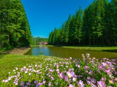 -黄海国家森林公园