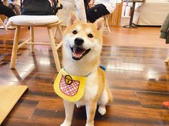 -豆柴町-柴犬主题狗咖(红鼎国际C座店)