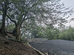 -桑洲油菜花景区