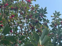 -梧桐山风景名胜区