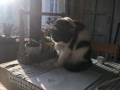 -海边的猫和咖啡馆