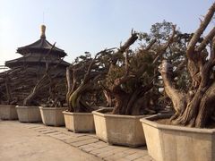 iphone_upload_pic-中国唐苑