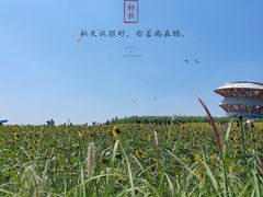 -光明小镇欢乐田园